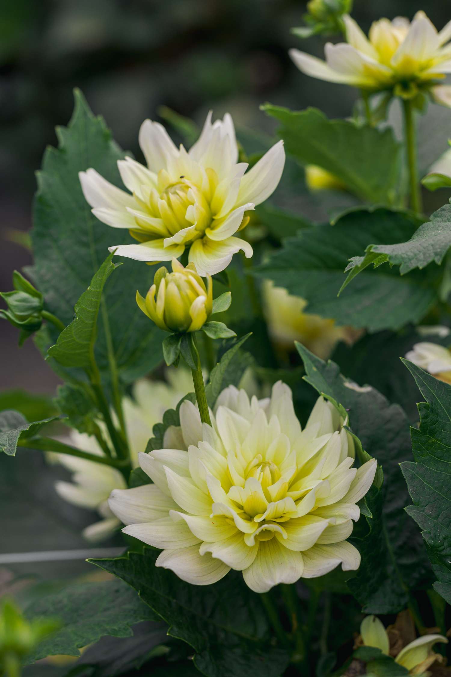 Daalia 'Berliner Lemon'